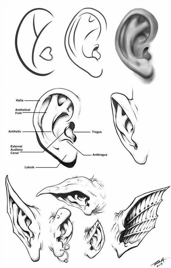 「绘画素材」耳朵的各种角度画法参考