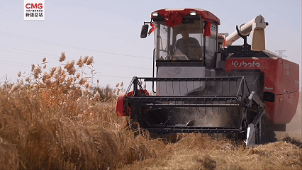 新疆巴州：“死亡之?！北摹棒~米之鄉(xiāng)”-有駕