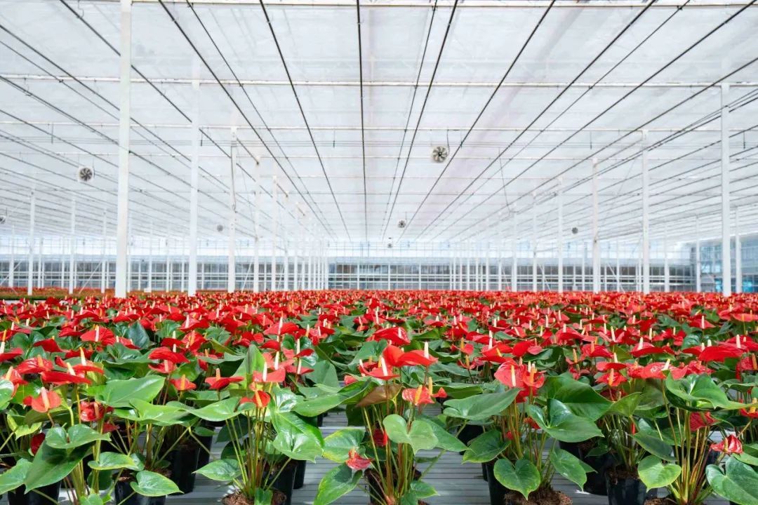 "春日限定"绽放东海之滨,上海鲜花港探索花卉产业高质量发展