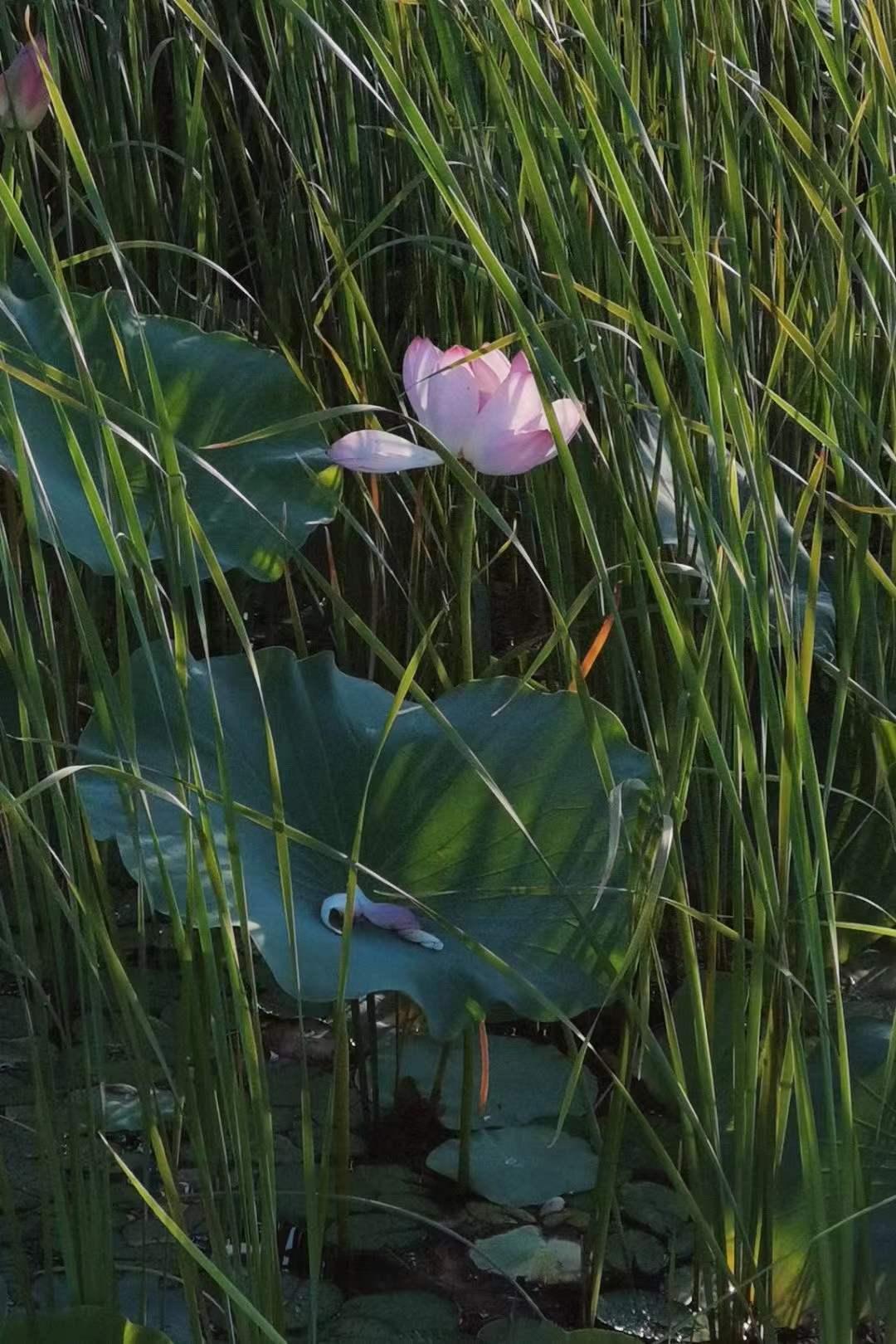 摄影夏荷陈一凡