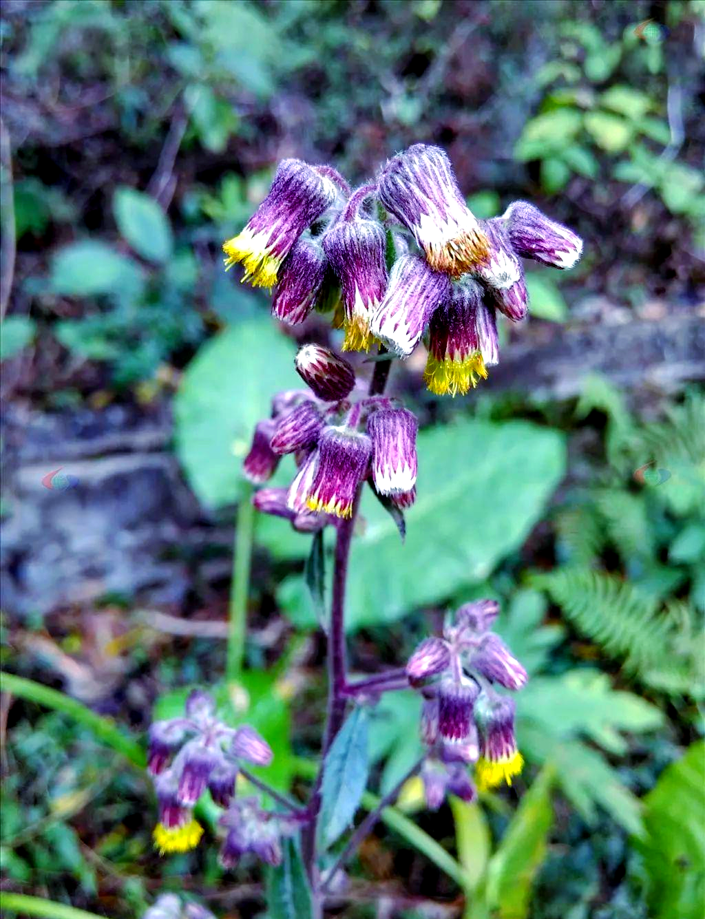 毛毡草(清热解毒功效的多种应用)