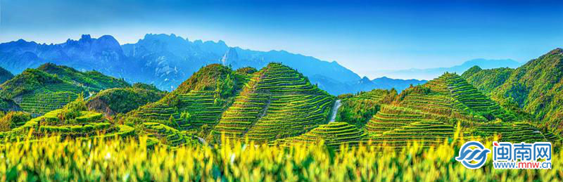 诏安八仙茶,单丛茶(漳州)品鉴会今日在漳州古城向阳剧场举行