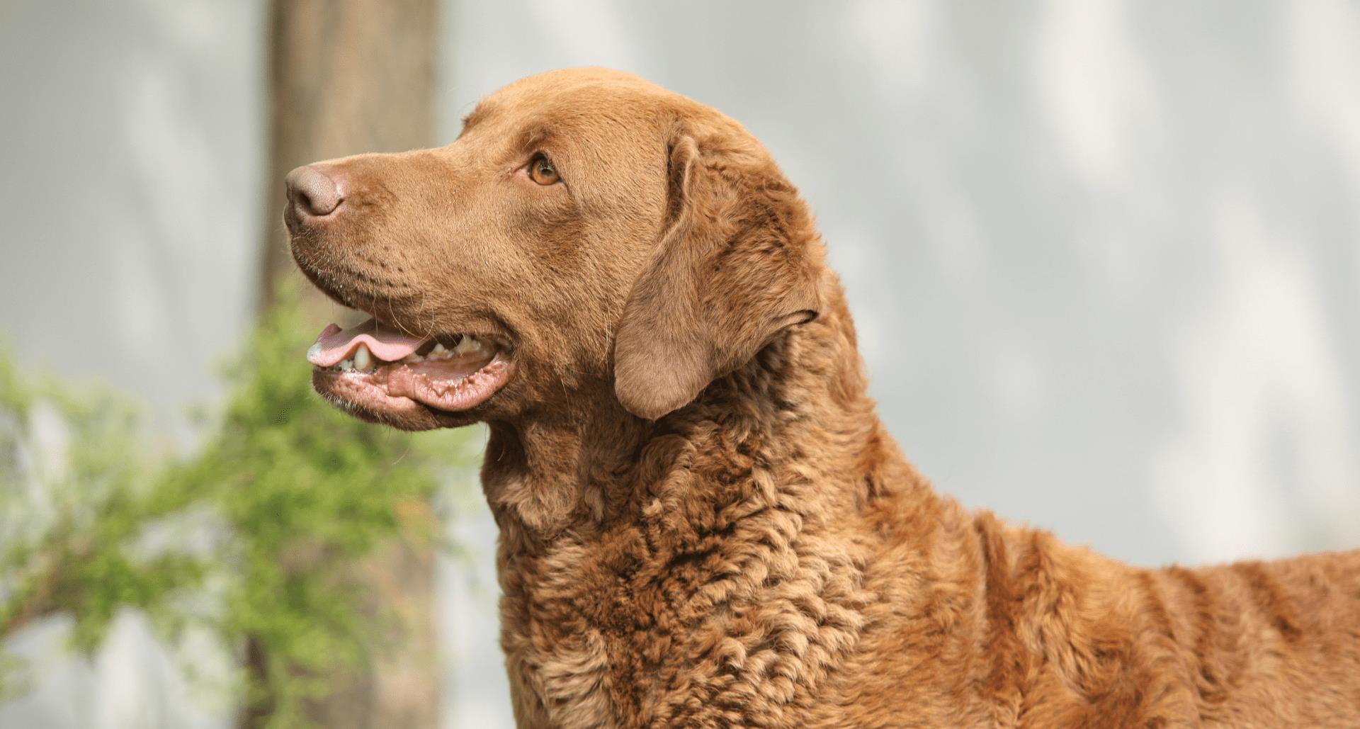 207个品种纯种犬介绍四(切萨皮克湾寻回犬和卷毛寻回犬)