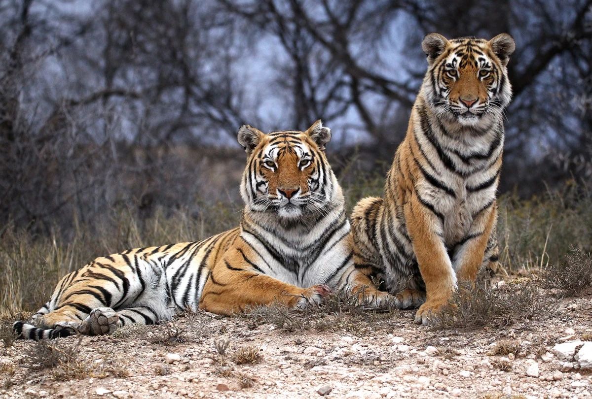 老虎引进非洲成功了吗?对当地生态造成了什么影响?