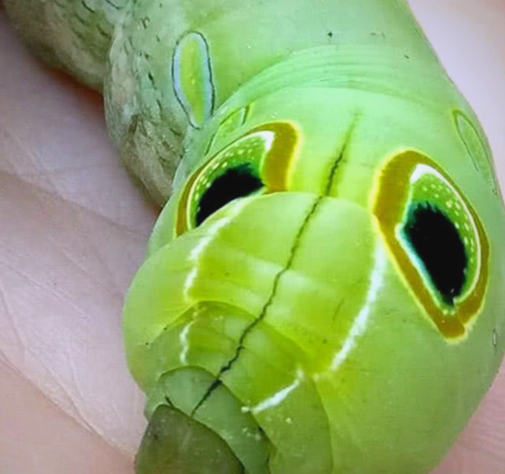 女子树下偶遇大青虫,模样呆萌似"糖宝",网友热议:现实中发现童话角色!