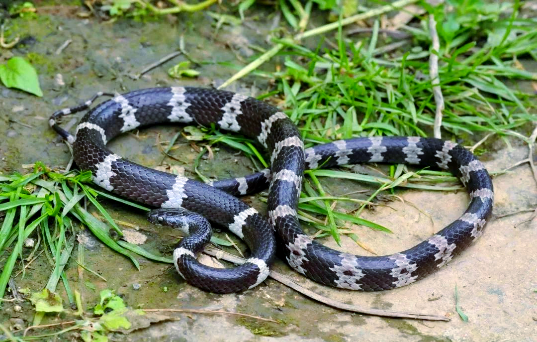 绿美大围山探秘:无毒蛇