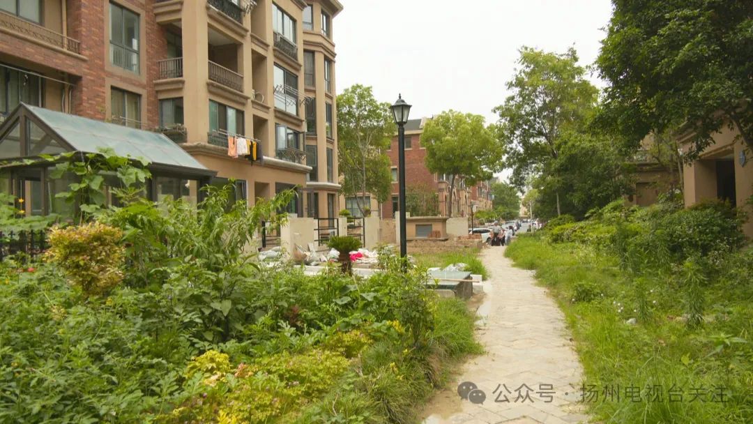 江都中远欧洲城:业主毁绿圈地 拆违"留尾巴"?