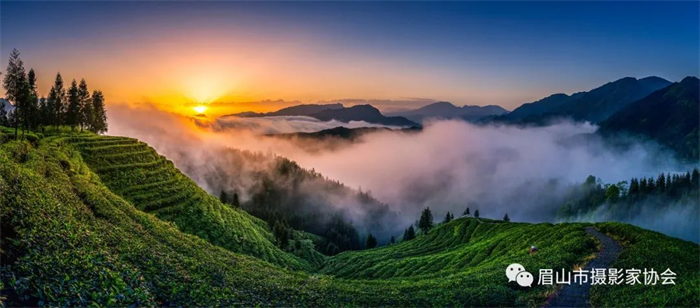 "云中花岭杯·发现最美茶园"摄影大赛征稿启事