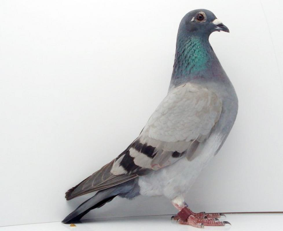 瓦灰鸽赛场优势揭秘:遗传与保护色的关键作用