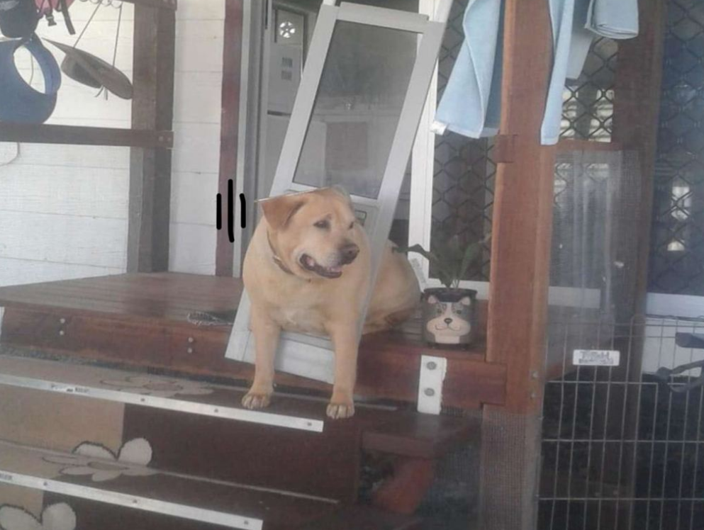 中华田园犬:还能不能行,手脚麻利点,卡得我头疼