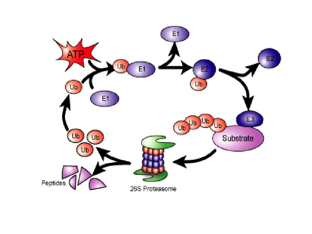 爱吃肉的人和爱吃素的人,谁会更加健康?科学研究给了答案