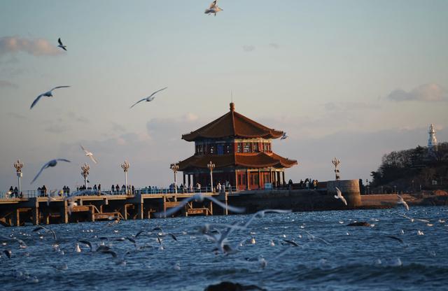 青岛栈桥海鸥图片图片