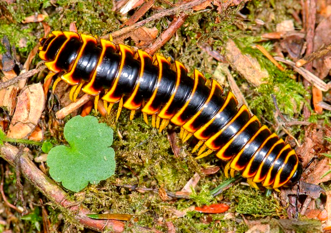 节肢动物的多样种类介绍