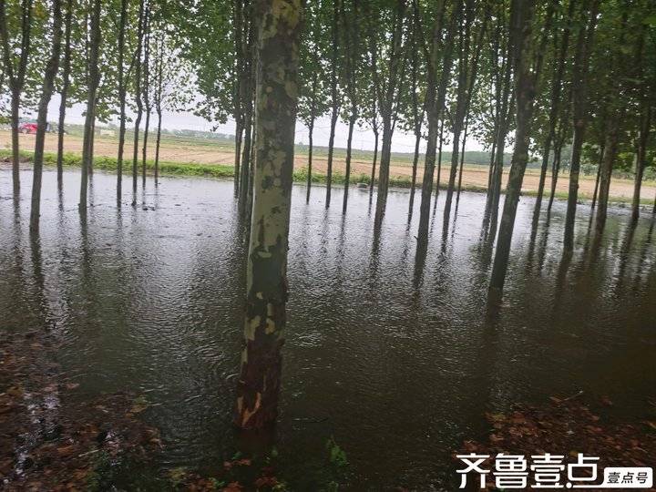 雨后的清晨田野里青娃声声在歌唱