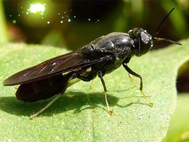 黑水虻的寿命受到什么影响?