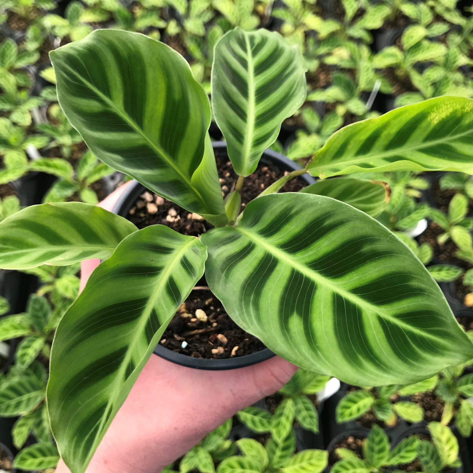 天鹅绒竹芋怎么养才能长得好?养殖方法和注意事项一文告诉你