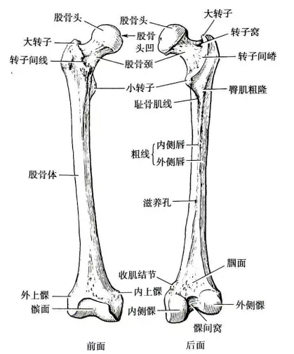 7个动作自测股骨头损耗