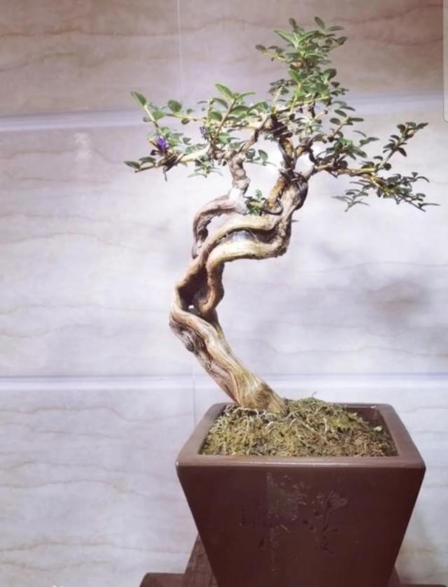 被盆景人忽视的冷门盆景植物水生蓝宝石-蕊帽忍冬