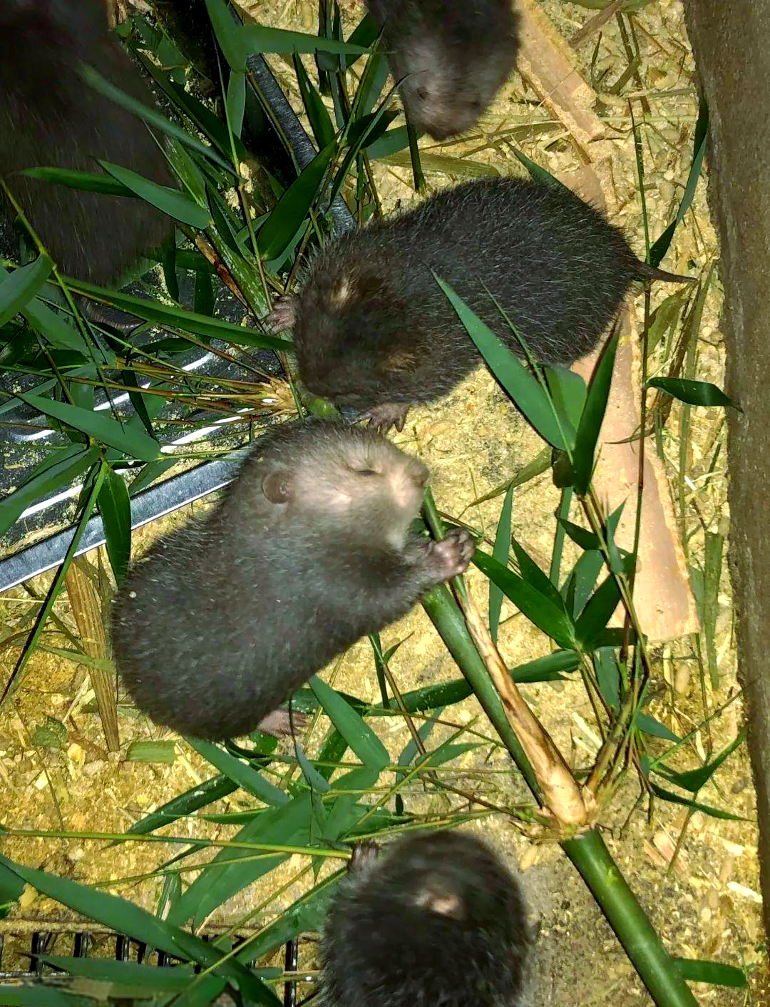 竹鼠不是保护动物!曾经火爆的养殖项目,如今处境很尴尬