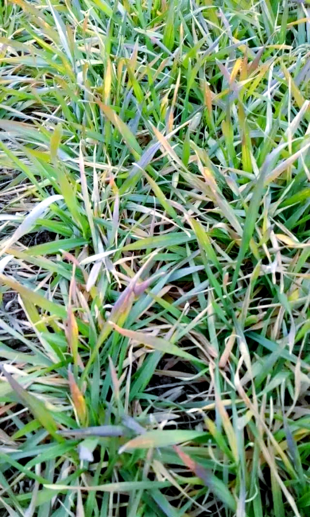 如果缺乏某些关键的营养元素,例如氮或磷,那么它们会表现出特定的一