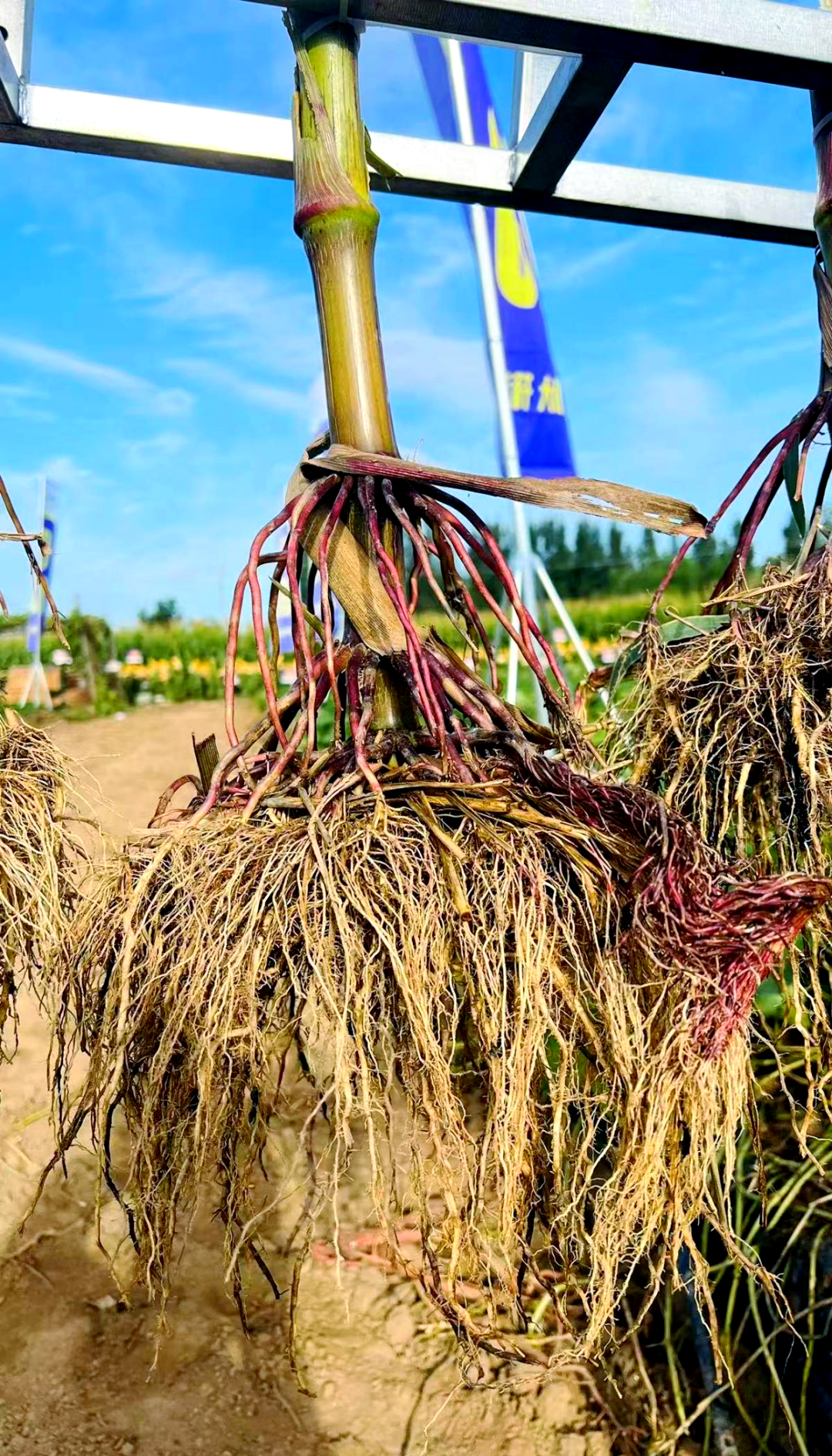 玉米新品种fd808:红轴大棒,抗逆高产,潜力巨大