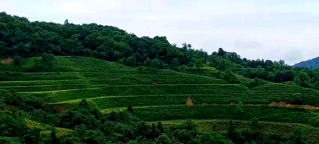 黄金芽茶叶是什么档次的品牌