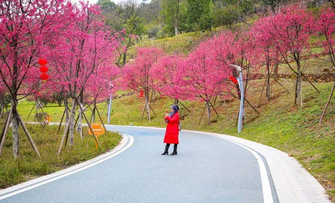 福州长乐南山又"圈粉"啦!百株山樱花迎风盛放超浪漫