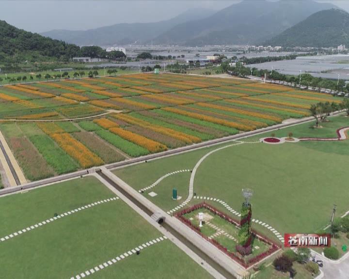 苍南马站中魁村:80亩花海扮靓缤纷田园