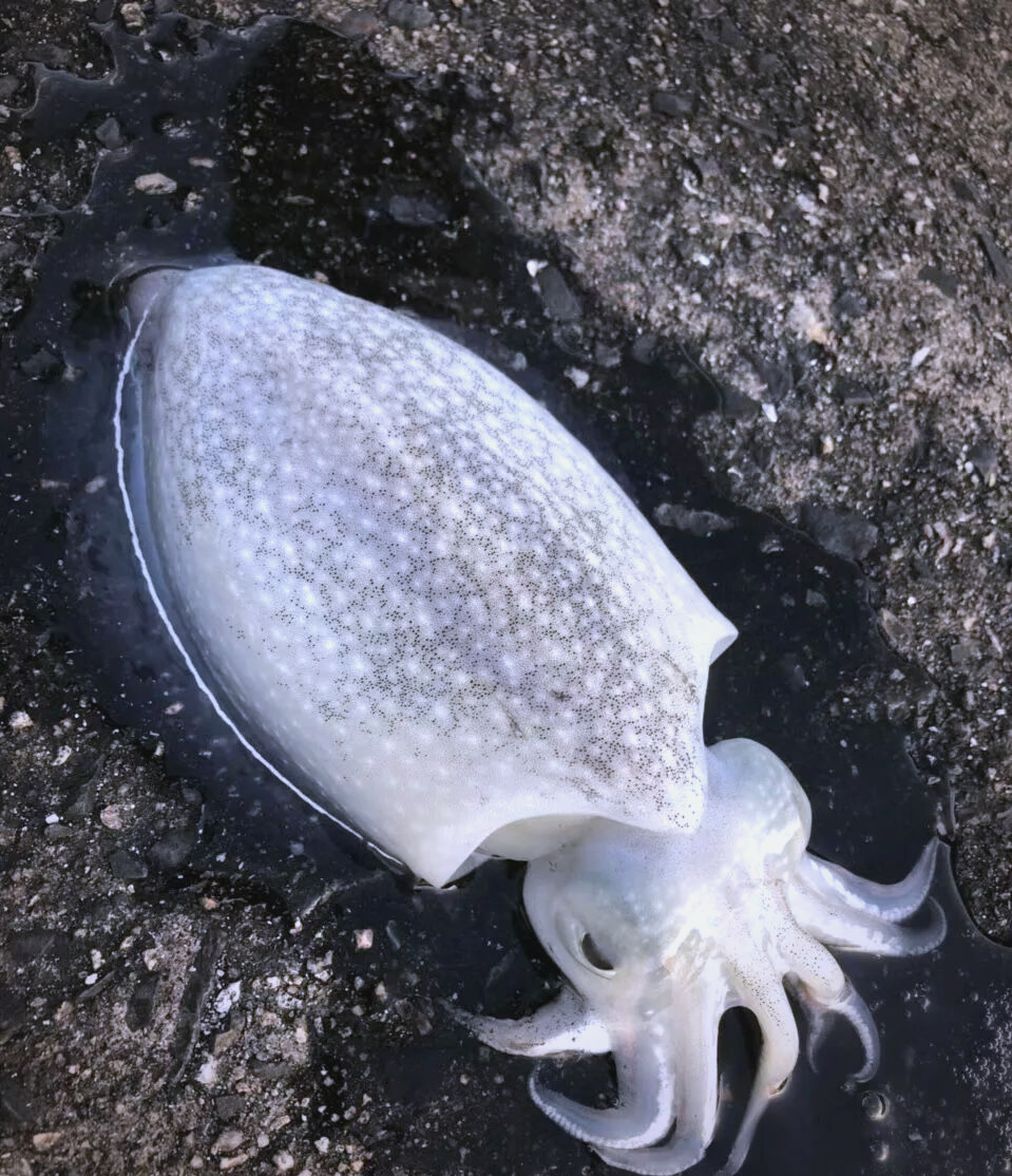 乌贼:智慧与神秘的海洋生物