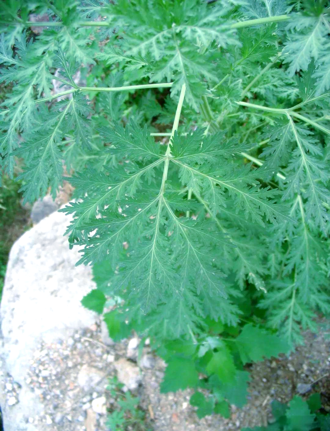 大籽蒿:从1毫米到2米高的生长奇迹