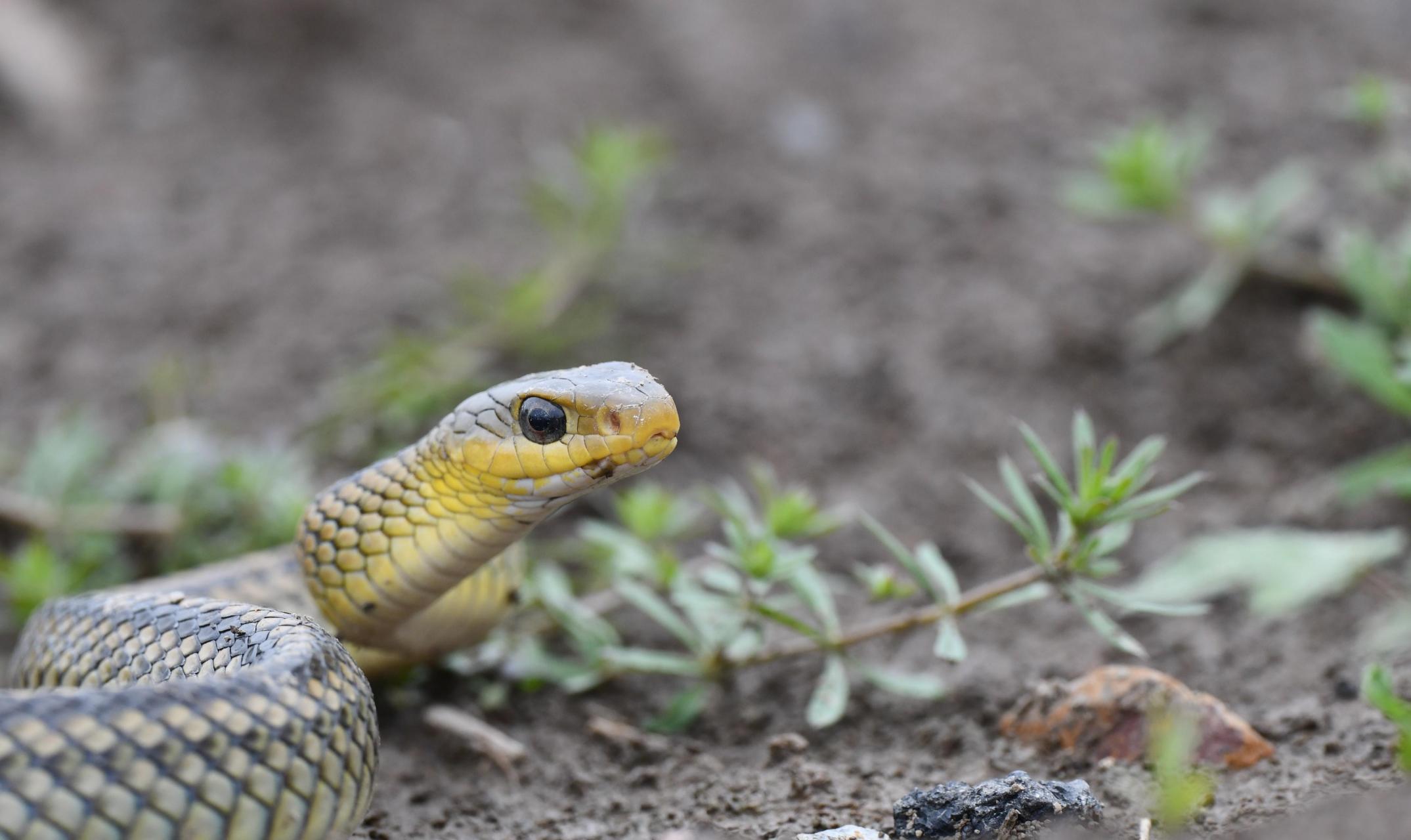 乌梢蛇体色背部绿褐色,棕褐色或黑褐色,背脊有两条纵贯全身的黑线