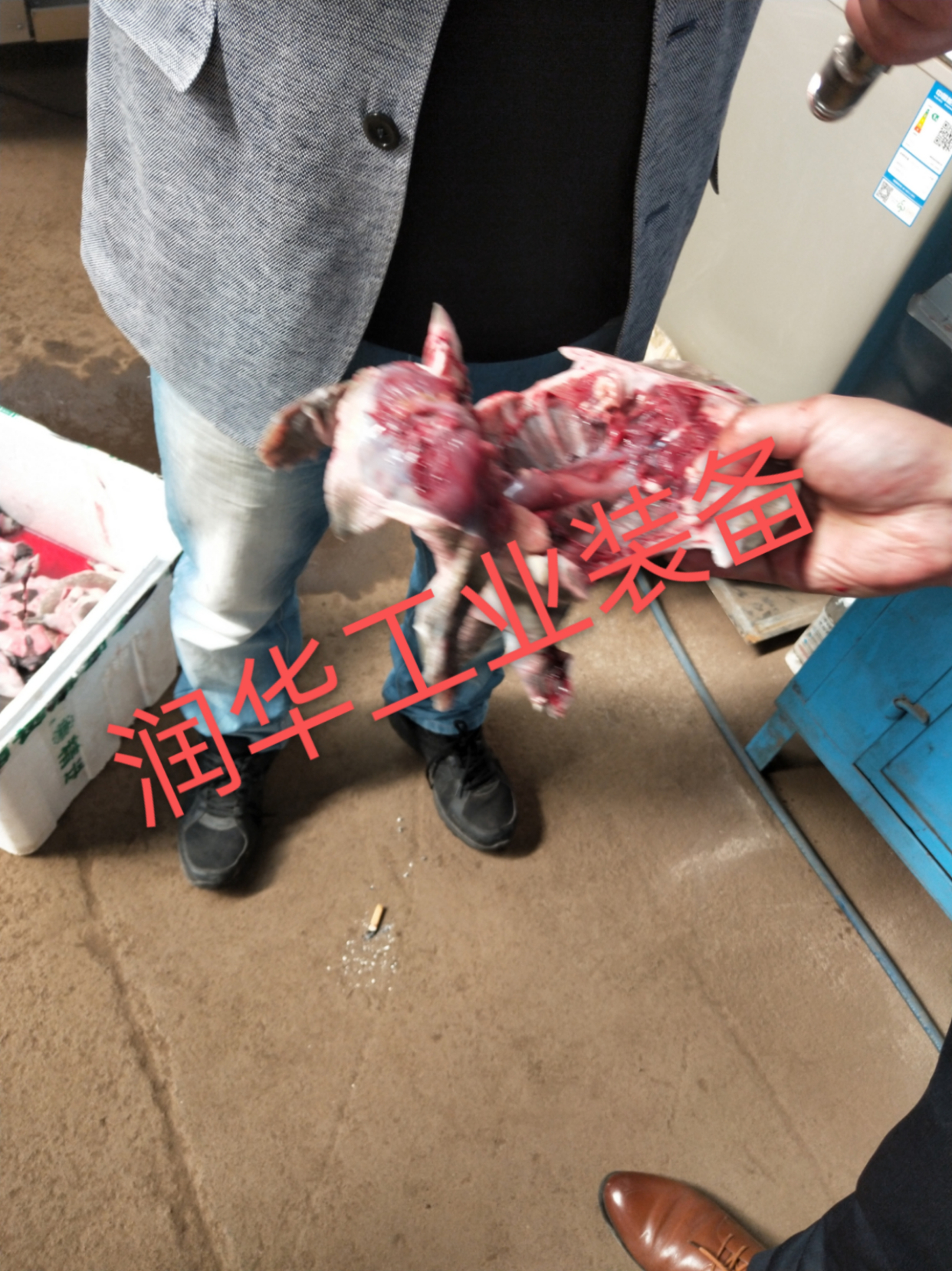 鸡鸭鹅甲鱼 鸽子真空掏肺机 不锈钢吸肺机 全自动真空掏内脏设备