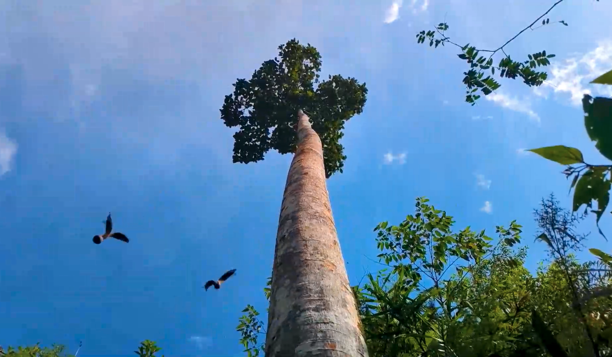 云南大围山"雨林巨人"东京龙脑香果实成熟