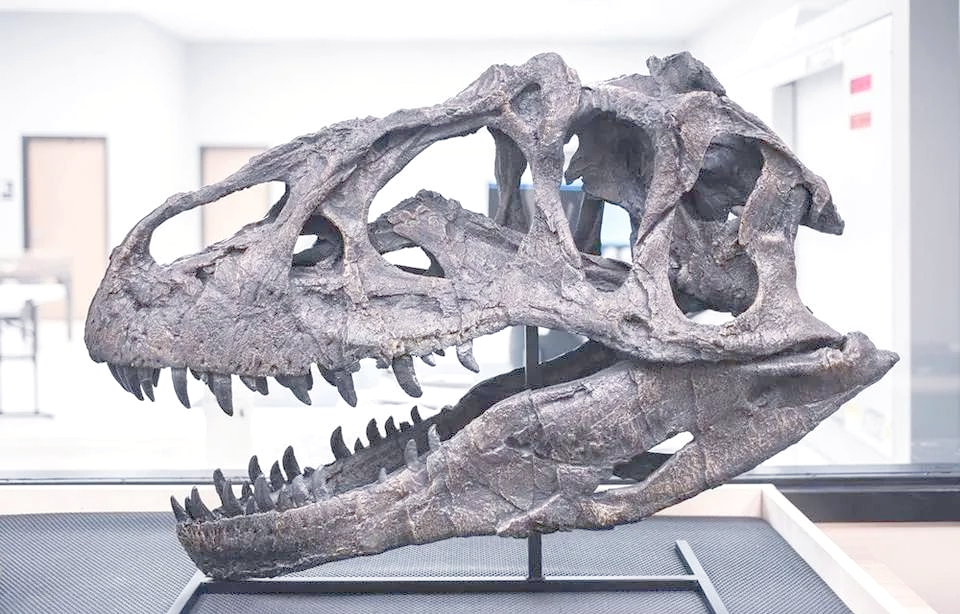 异特龙:恐龙中的佼佼者,众多化石与纪录片的明星