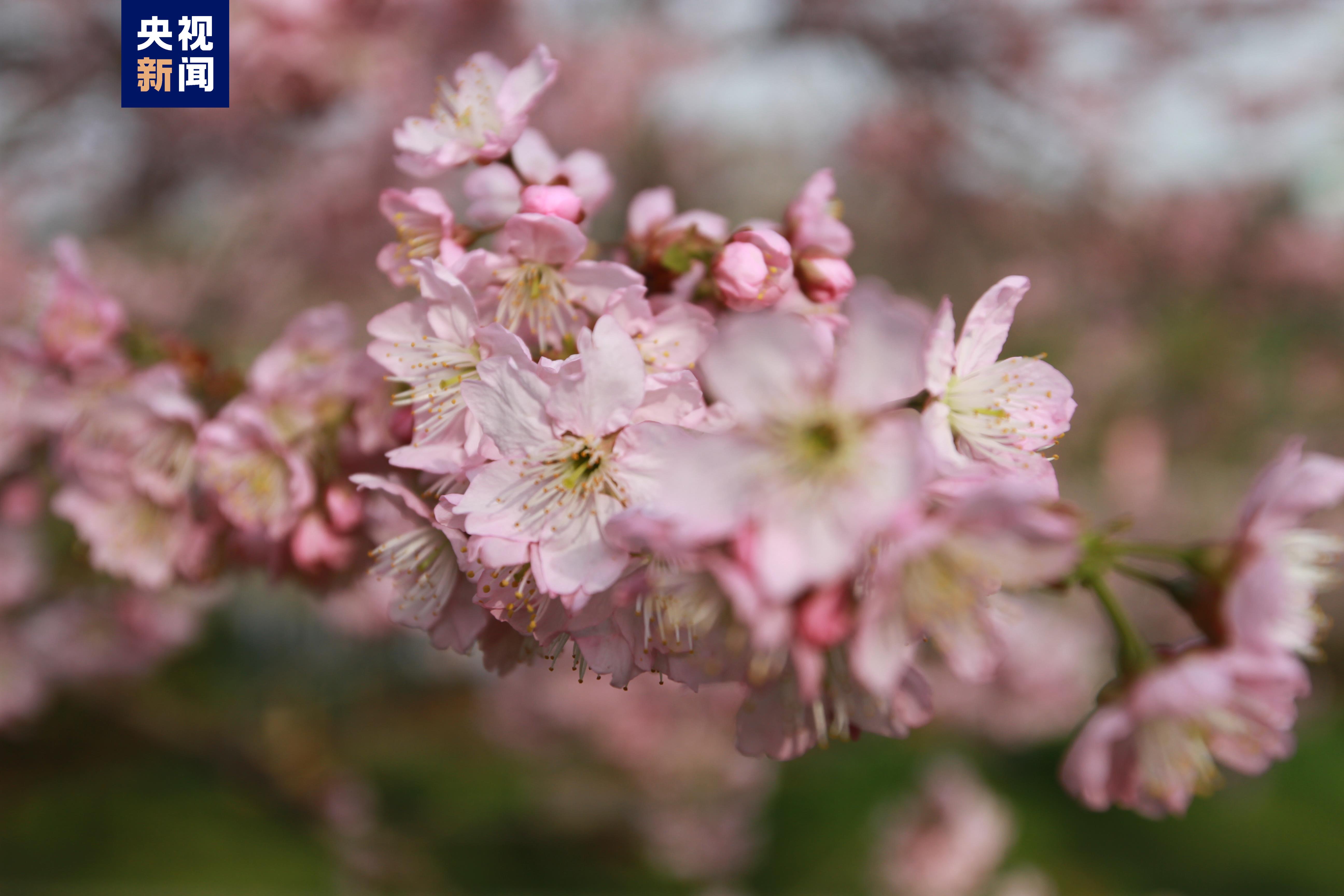 武汉早樱陆续开放 一波美图带你欣赏这片粉色浪漫
