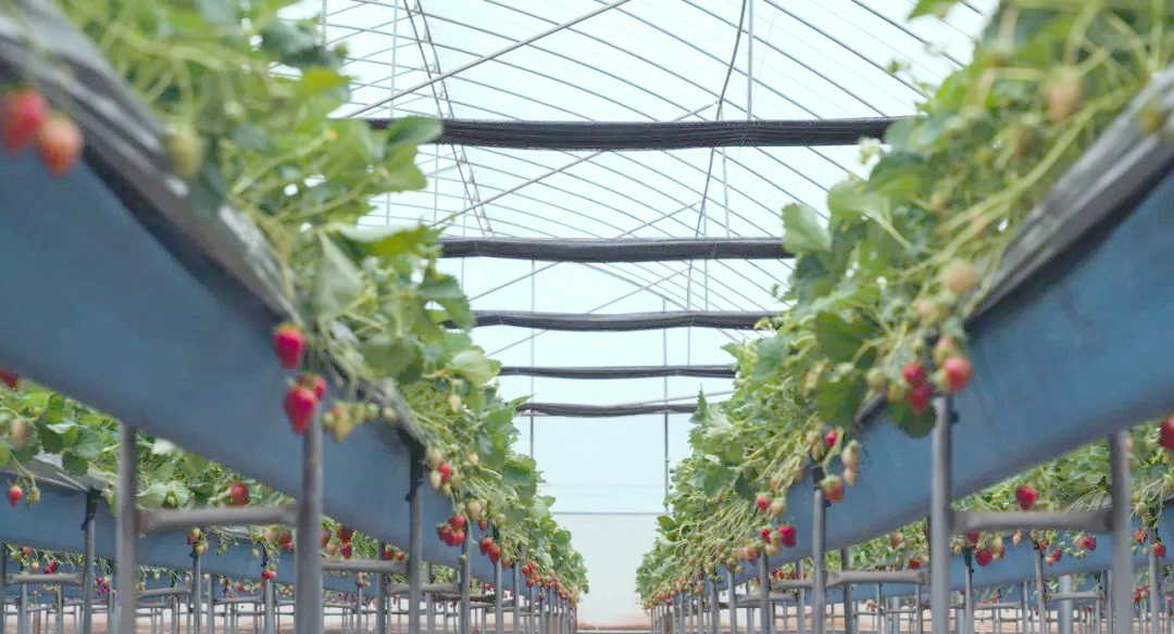 晋城美味探秘:草莓种植新方法,调味料也能抑菌杀虫?