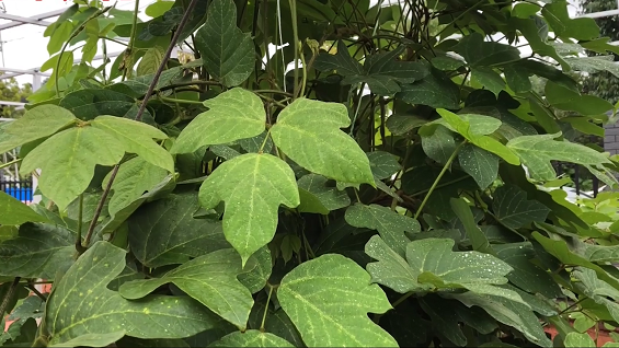 「微视|身边的草药61第2期」葛叶,葛花篇