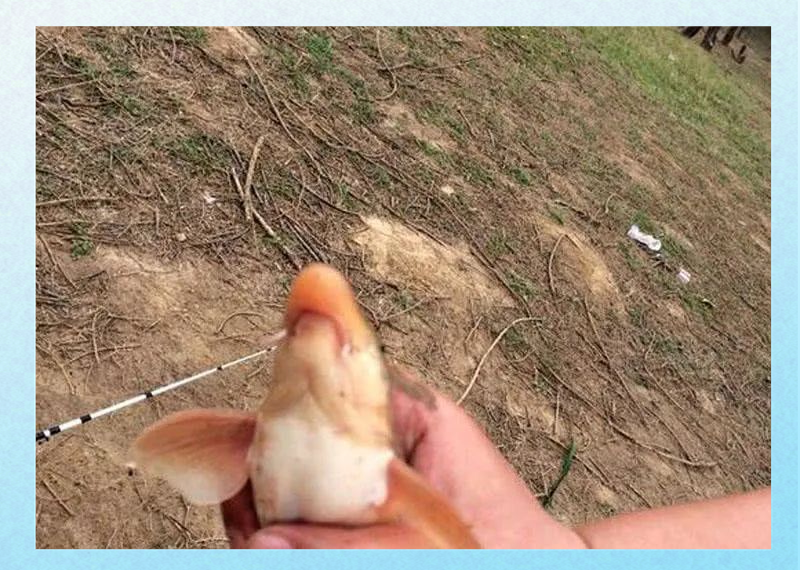 这种黄河中的稀有鱼种,被称为"鸽子鱼",曾是朝廷贡品