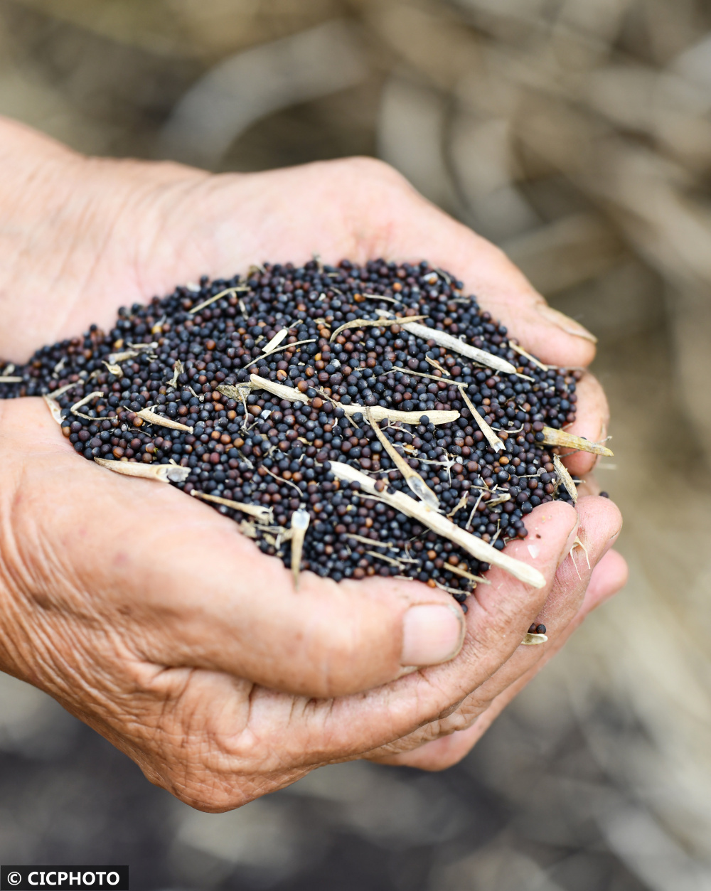 油菜花开过的地方,他们在忙着收获
