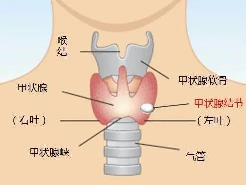 扁桃体和甲状腺位置图图片