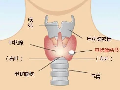 扁桃体位置图甲状腺图片