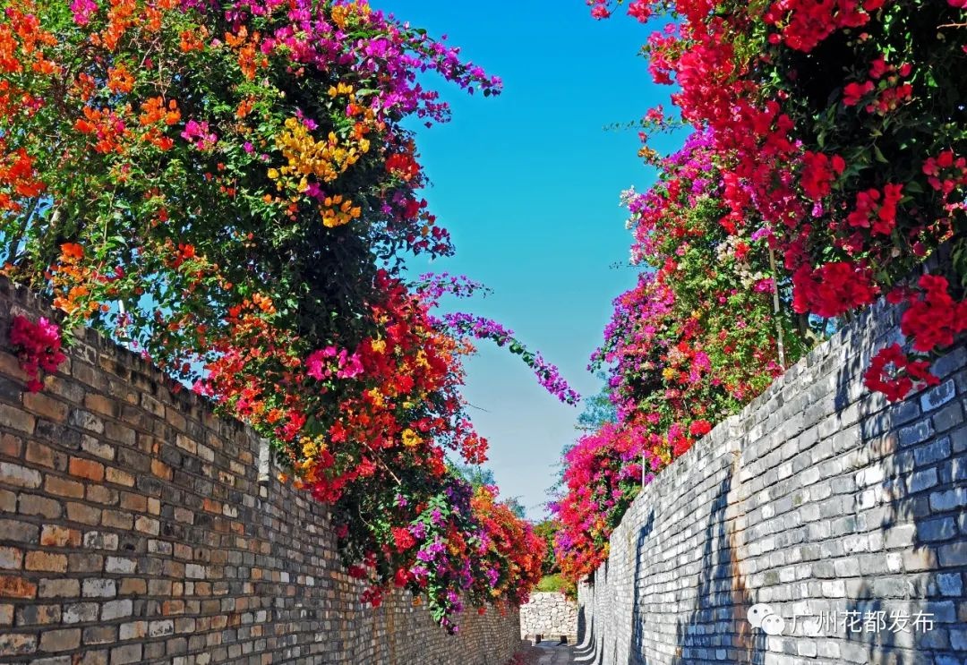 广州花海景点图片