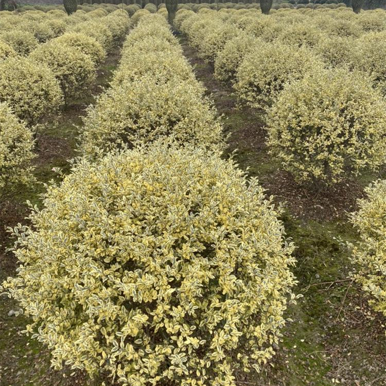 金姬小蜡球栽培技巧和繁殖方法有哪些