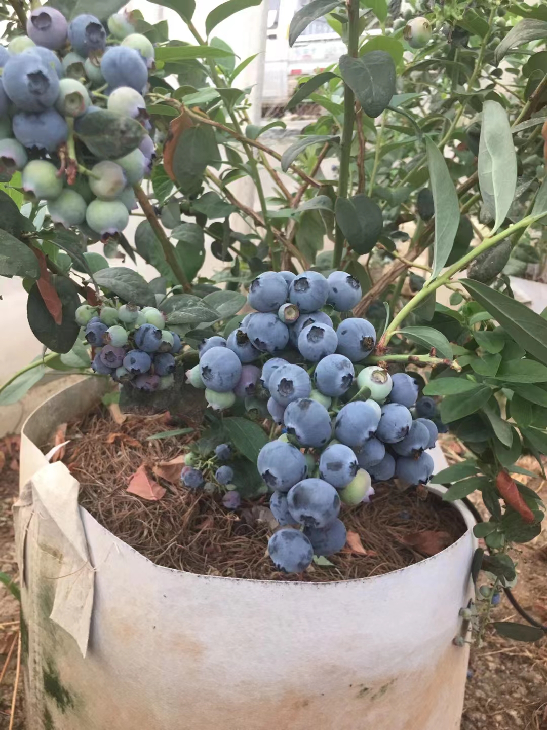 2-3年生法新蓝莓苗的施肥管理技术