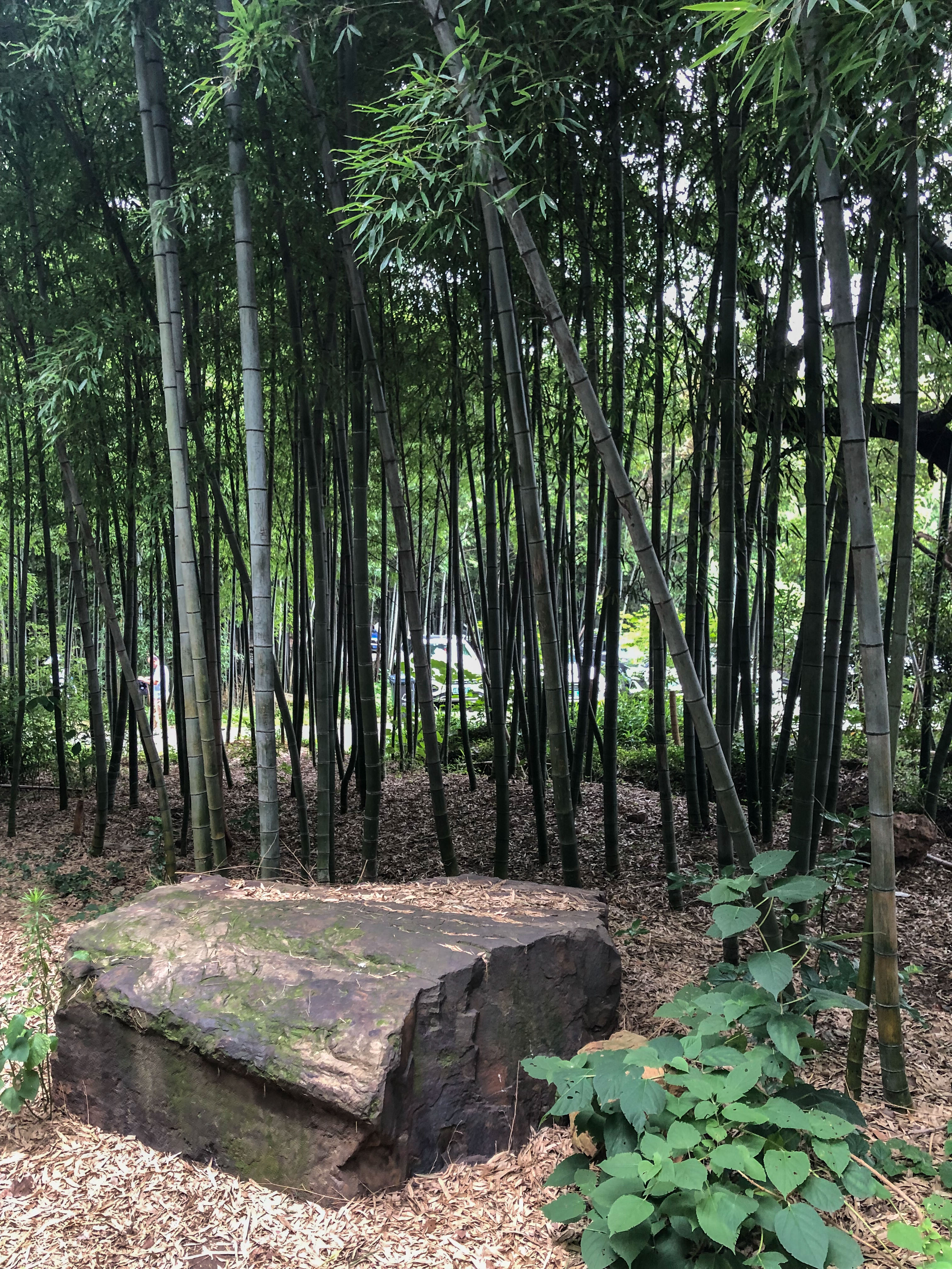 无锡惠山国家森林公园图片
