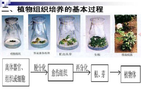 植物组织培养技术过程图片