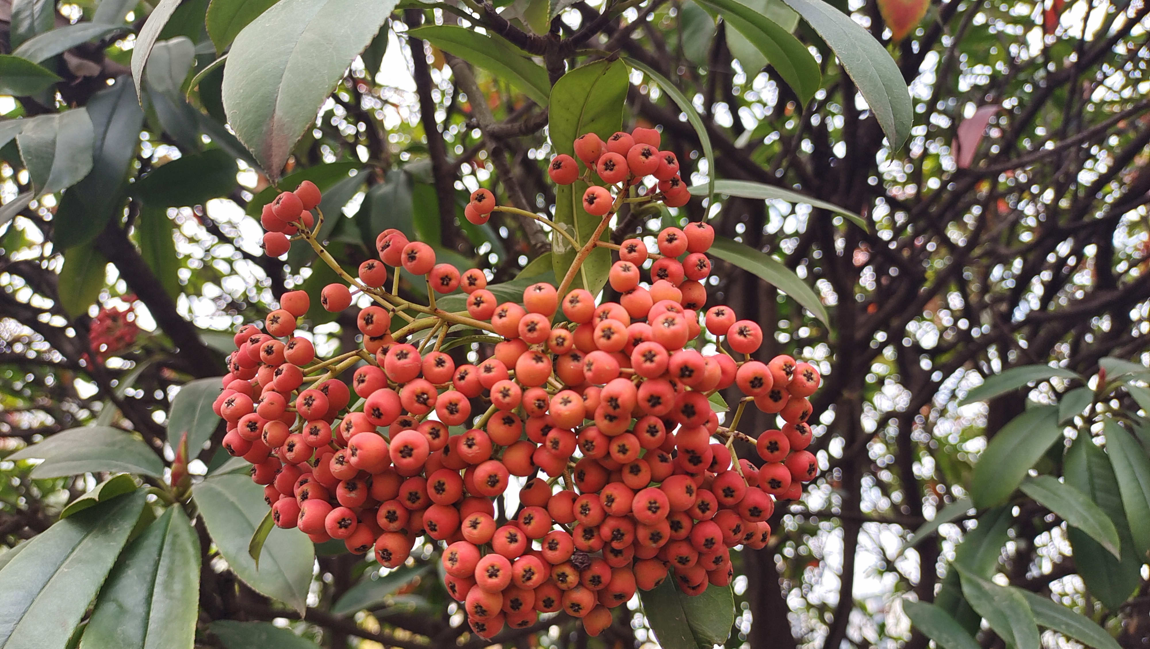 学生投诉石楠花气味难闻,复旦大学立马剪花,是体贴还是矫情?