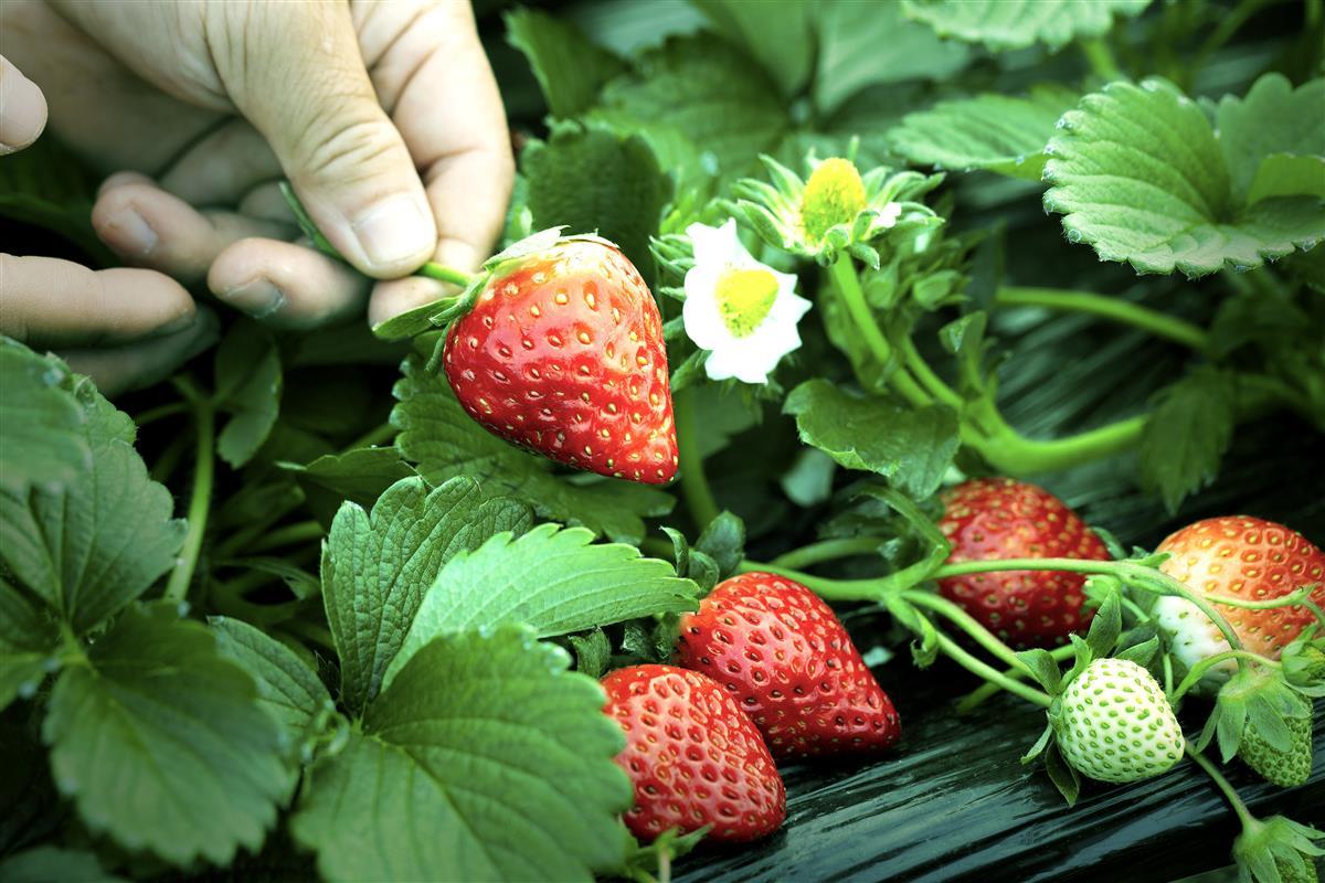 (图)仟吉自己农场培育的红颜草莓.jpg