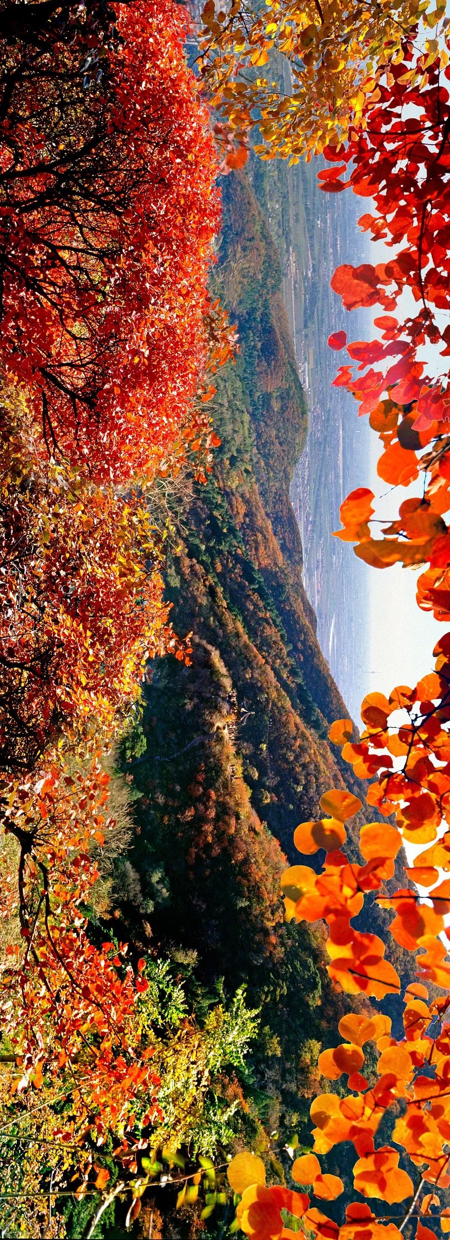 中国禾火口十图鉴