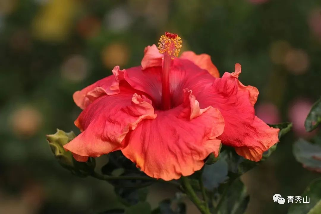 惊艳南宁市花朱槿花在广州塔绽放